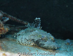 local corocdile fish at the belama / Moso Island / tranqu... by Hubert Kruschina 
